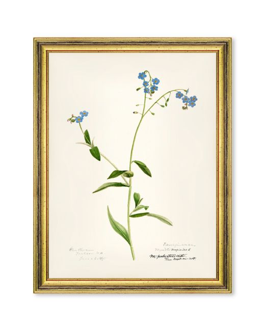 AQUAFLORA III Framed Art