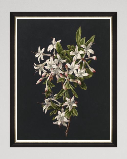 DELICATE BLOOM II Framed Art