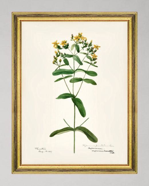 AQUAFLORA I Framed Art