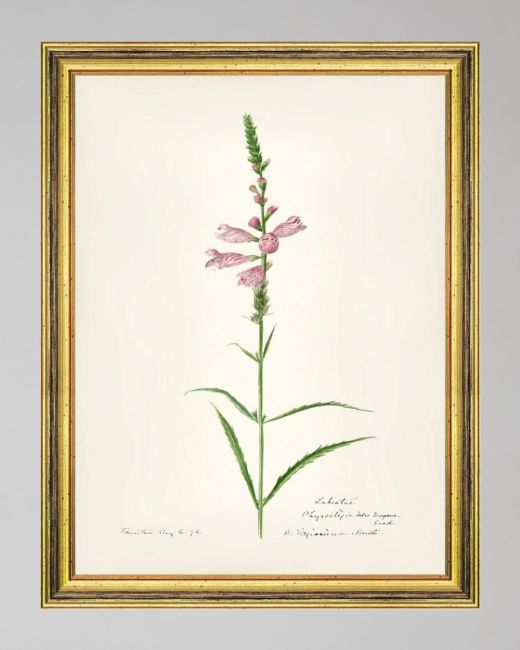 AQUAFLORA IV Framed Art