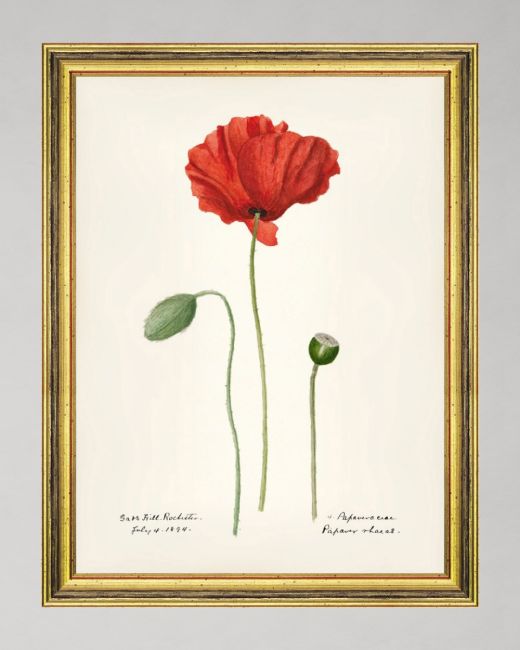 AQUAFLORA V Framed Art