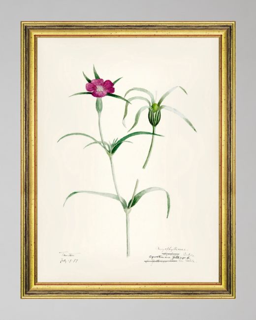 AQUAFLORA VI Framed Art