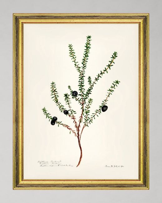 AQUAFLORA VII Framed Art
