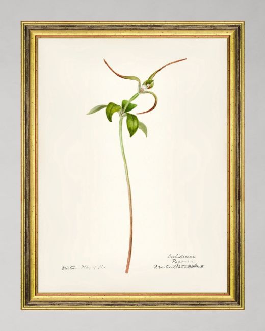 AQUAFLORA VIII Framed Art