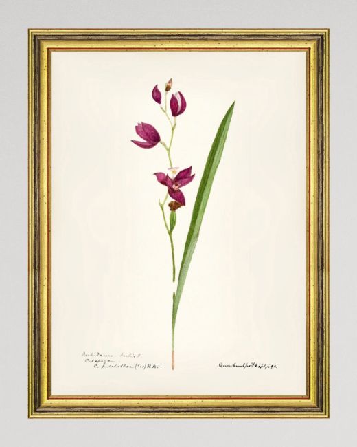 AQUAFLORA IX Framed Art