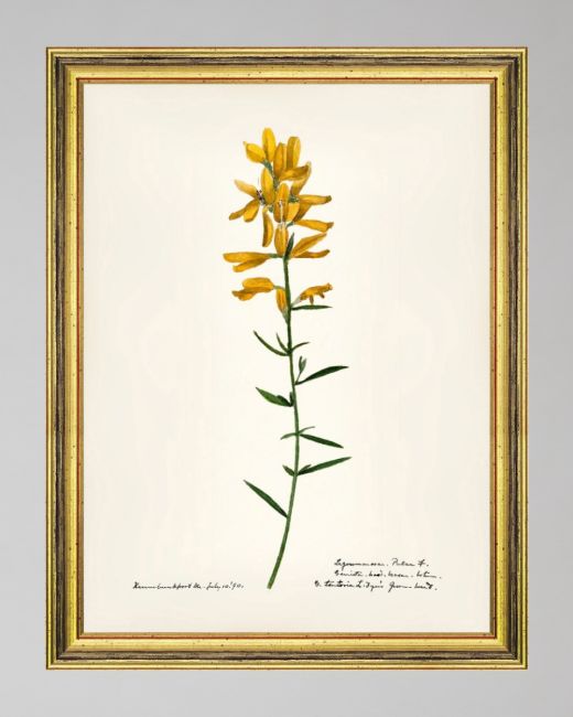 AQUAFLORA XI Framed Art