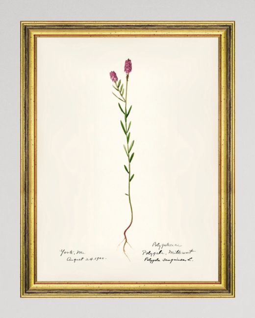 AQUAFLORA XII Framed Art