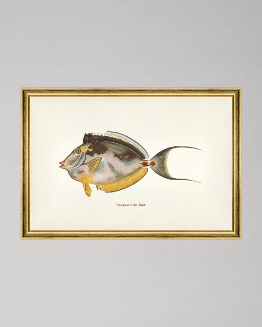 FISHES OF HAWAII - KALA FISH Framed Art