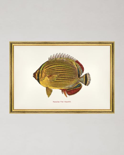 FISHES OF HAWAII - KAPUHILI FISH Framed Art