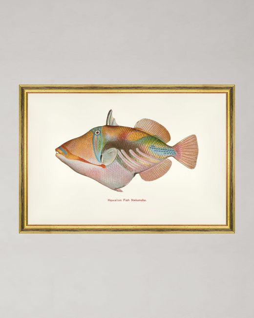 FISHES OF HAWAII - NAKUNUKU FISH Framed Art