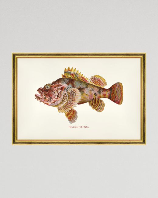 FISHES OF HAWAII - NOHU FISH Framed Art