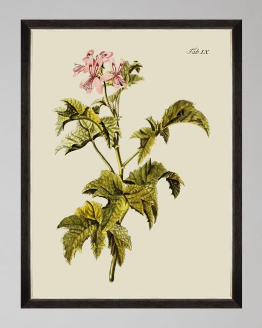 BOTANICAL III Framed Art