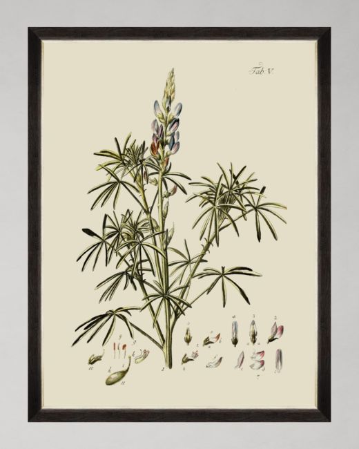 BOTANICAL VI Framed Art
