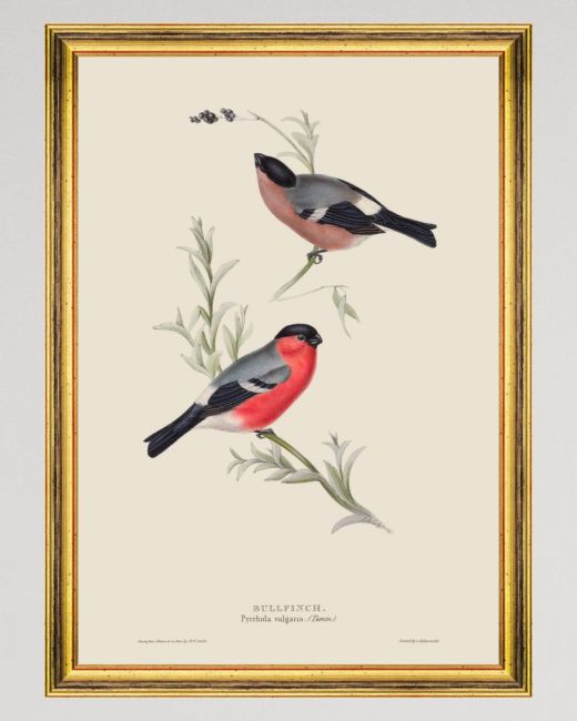 BULLFINCH Framed Art