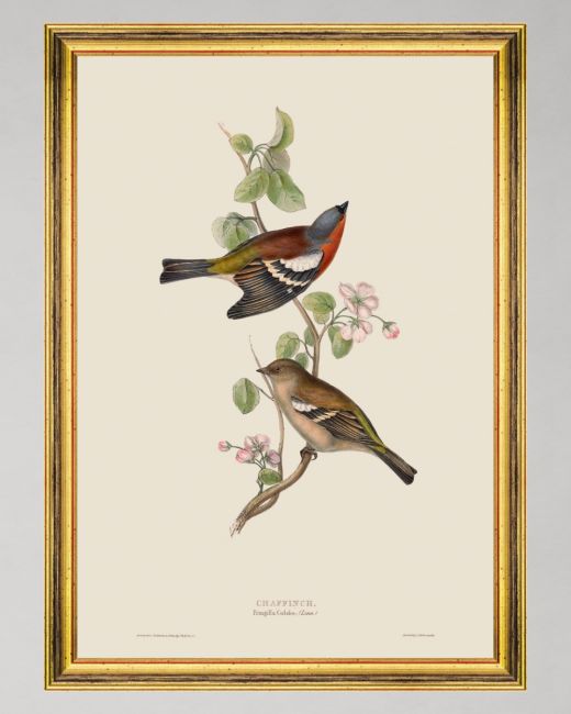 CHAFFINCH Framed Art