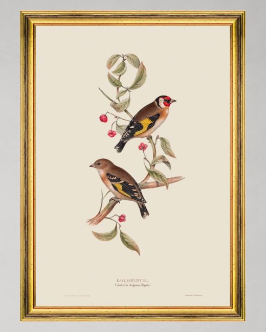 GOLDFINCH Framed Art
