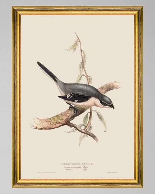 GREAT GREY SHRIKE Framed Art