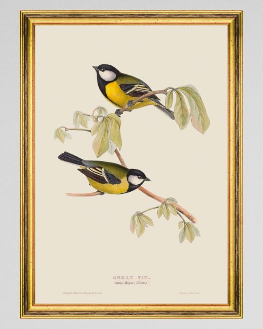 GREAT TIT Framed Art