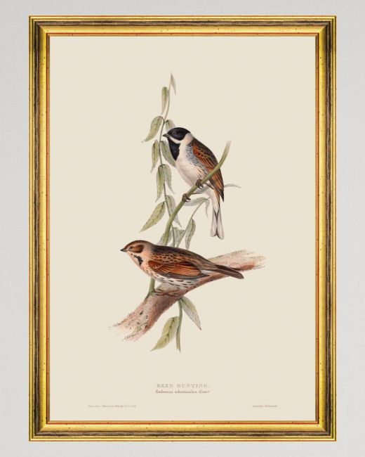 REED BUNTING Framed Art
