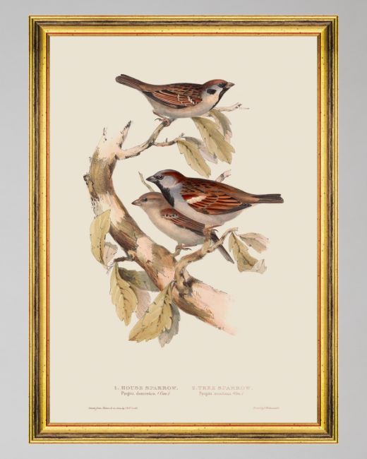 SPARROW Framed Art