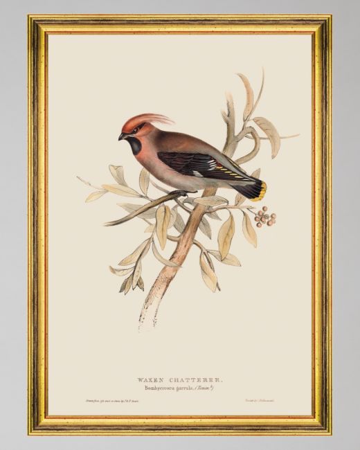 WAXEN CHATTERER Framed Art