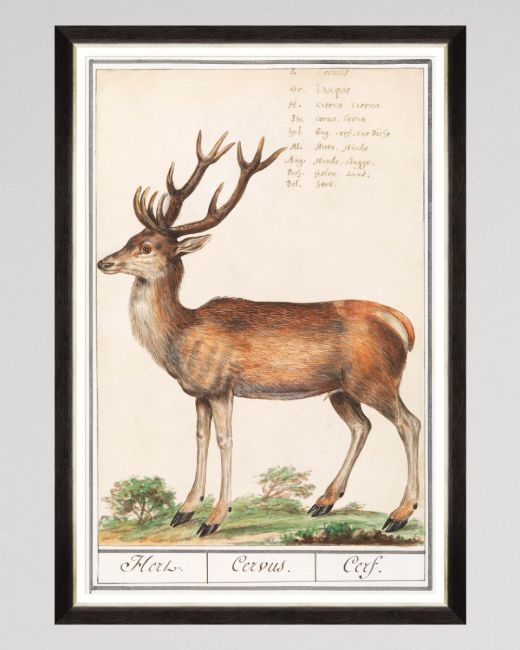 CERVUS Framed Art