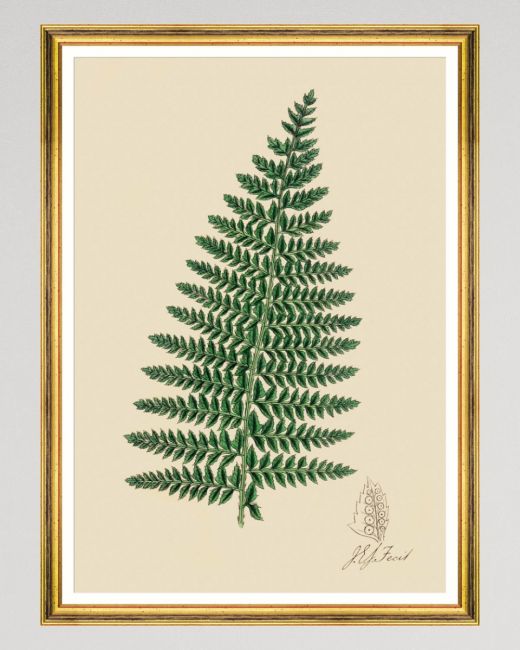 FERNS I Framed Art