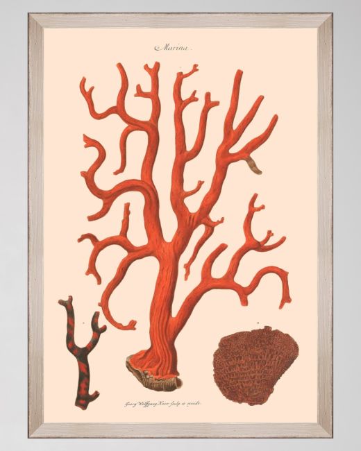 DELICIAE NATURAE IX Framed Art