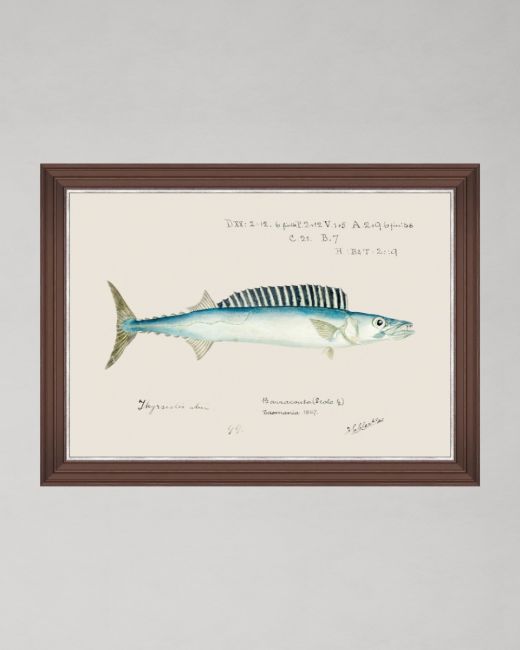 MEDITERRANEAN FISH - BARRACUDA by F Clark Framed Art