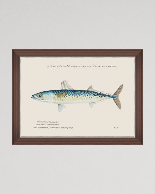 MEDITERRANEAN FISH - BLUE MACKEREL by F Clark Framed Art