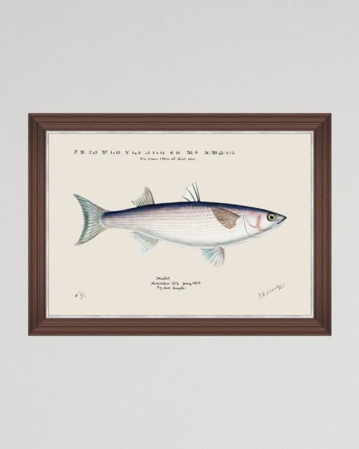 MEDITERRANEAN FISH - GREY MULLET by F Clark Framed Art