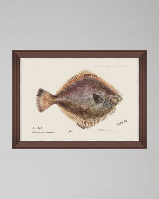 MEDITERRANEAN FISH - FLOUNDER by F Clark Framed Art
