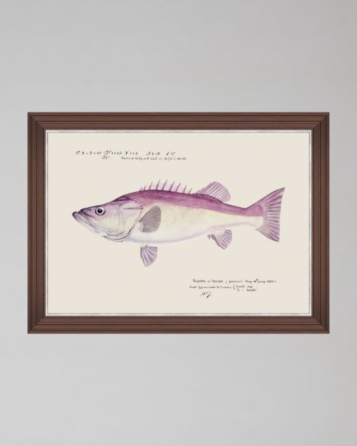 MEDITERRANEAN FISH - GROUPER by F Clark Framed Art