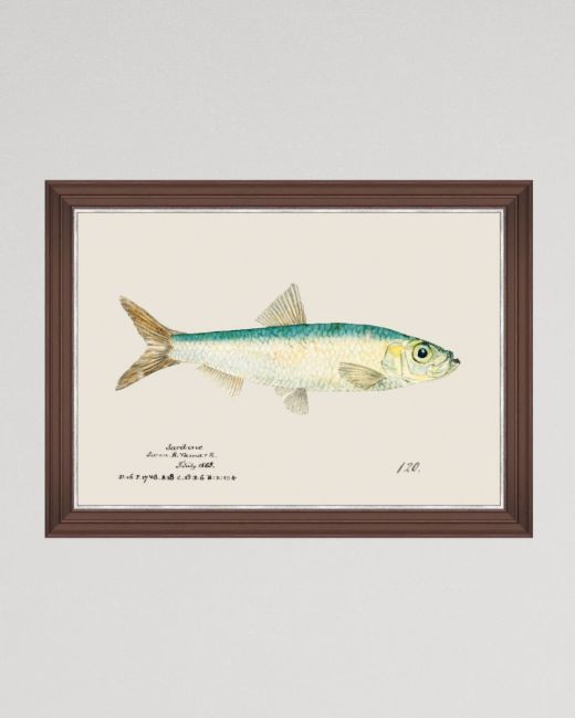 MEDITERRANEAN FISH - SARDINE by F Clark Framed Art