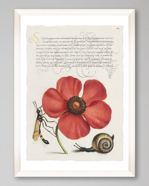 FLORA I Framed Print
