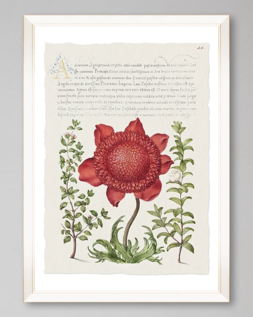 FLORA II Framed Print