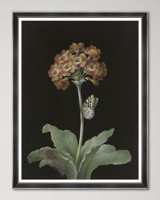 FLORAL ARRANGEMENTS I by REGINA DIETZSCH Framed Print