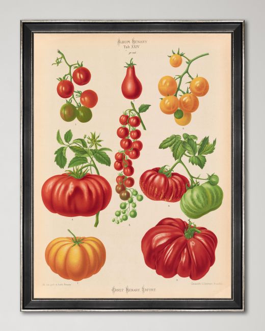 PLATE II Framed Print