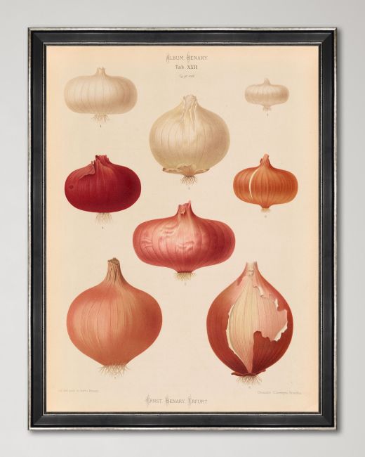 PLATE IV Framed Print