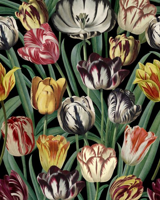 TULIPA Wallpaper